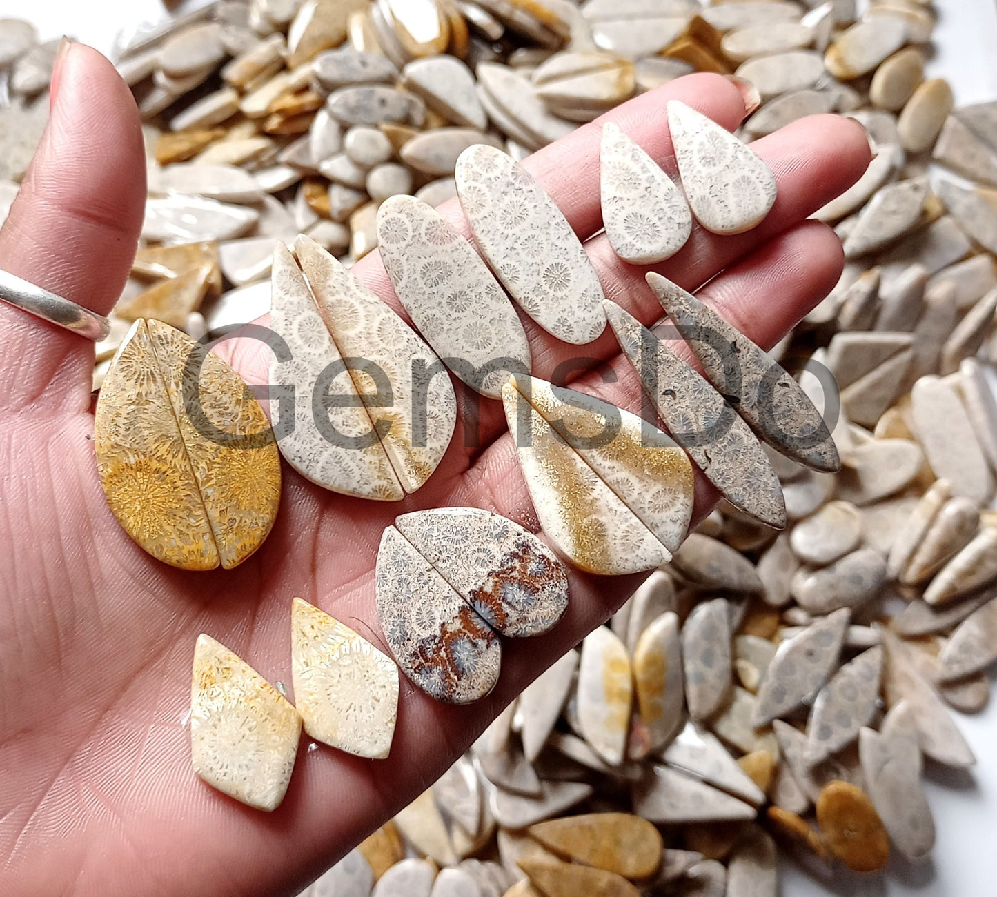 Fossil Coral Natural Gemstone, Matching Cabochon Pair for Earrings