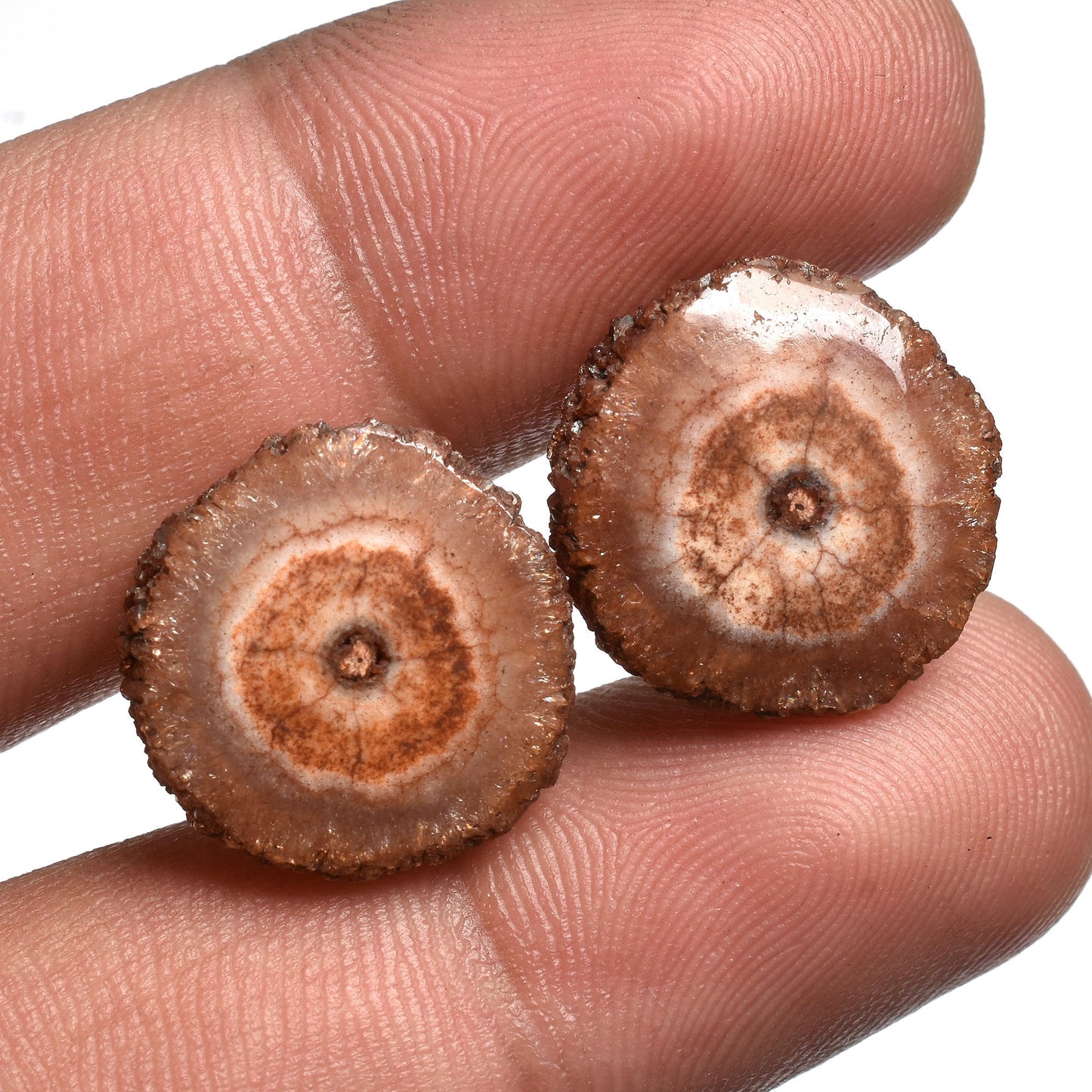 Brown Solar Quartz Round Cabochon Pairs - Wholesale Gemstones for Earrings