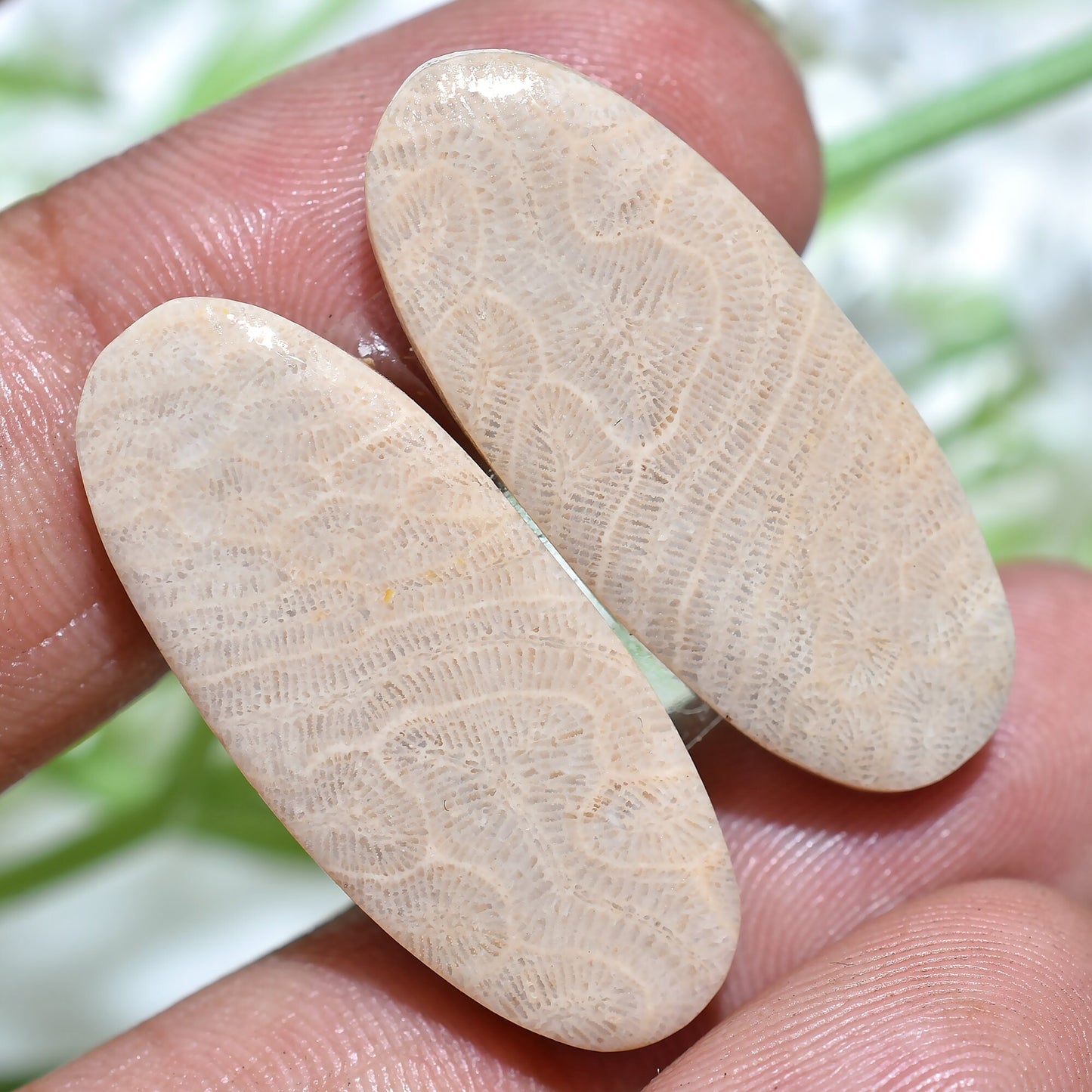 100% Natural Fossil Coral Gemstone Pair, Mixed Shape Fossil Cabochon Pair