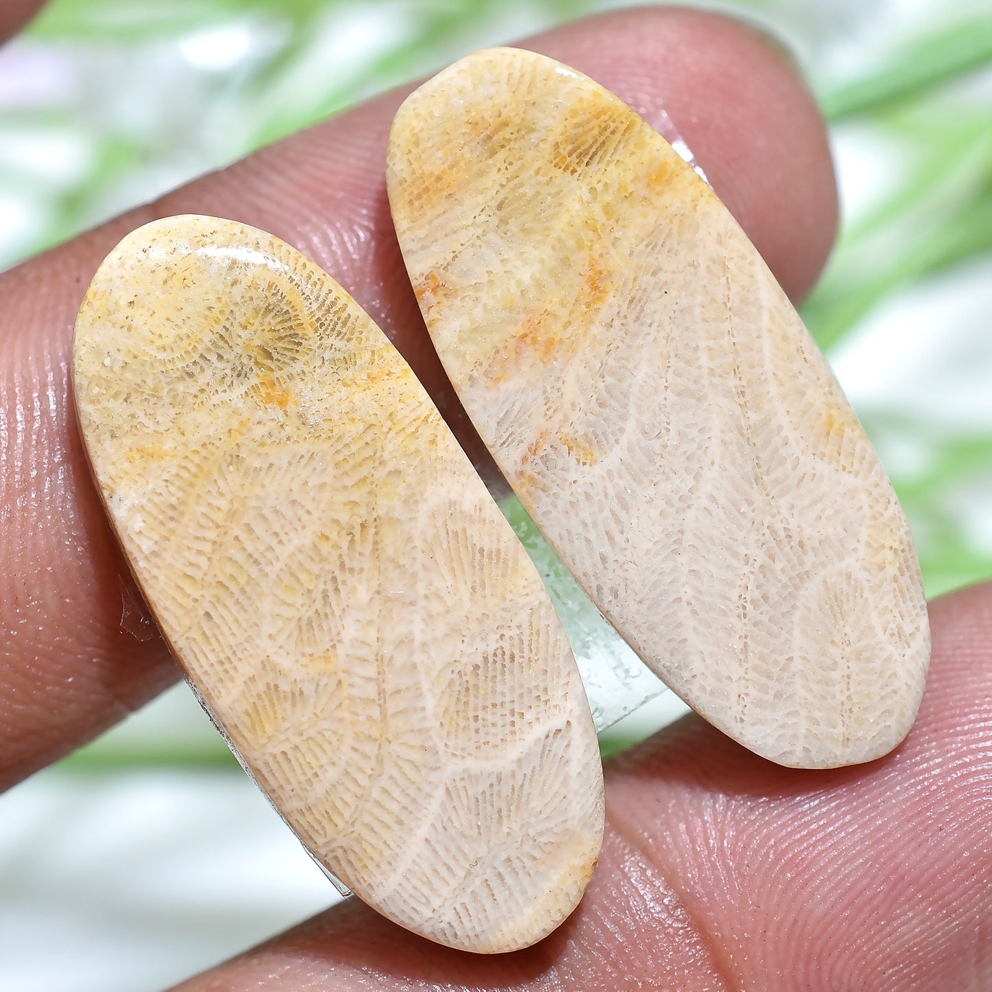 Designer Fossil Coral Cabochon Earrings Pair - Matched Oval Marquise Shape for Earring Making