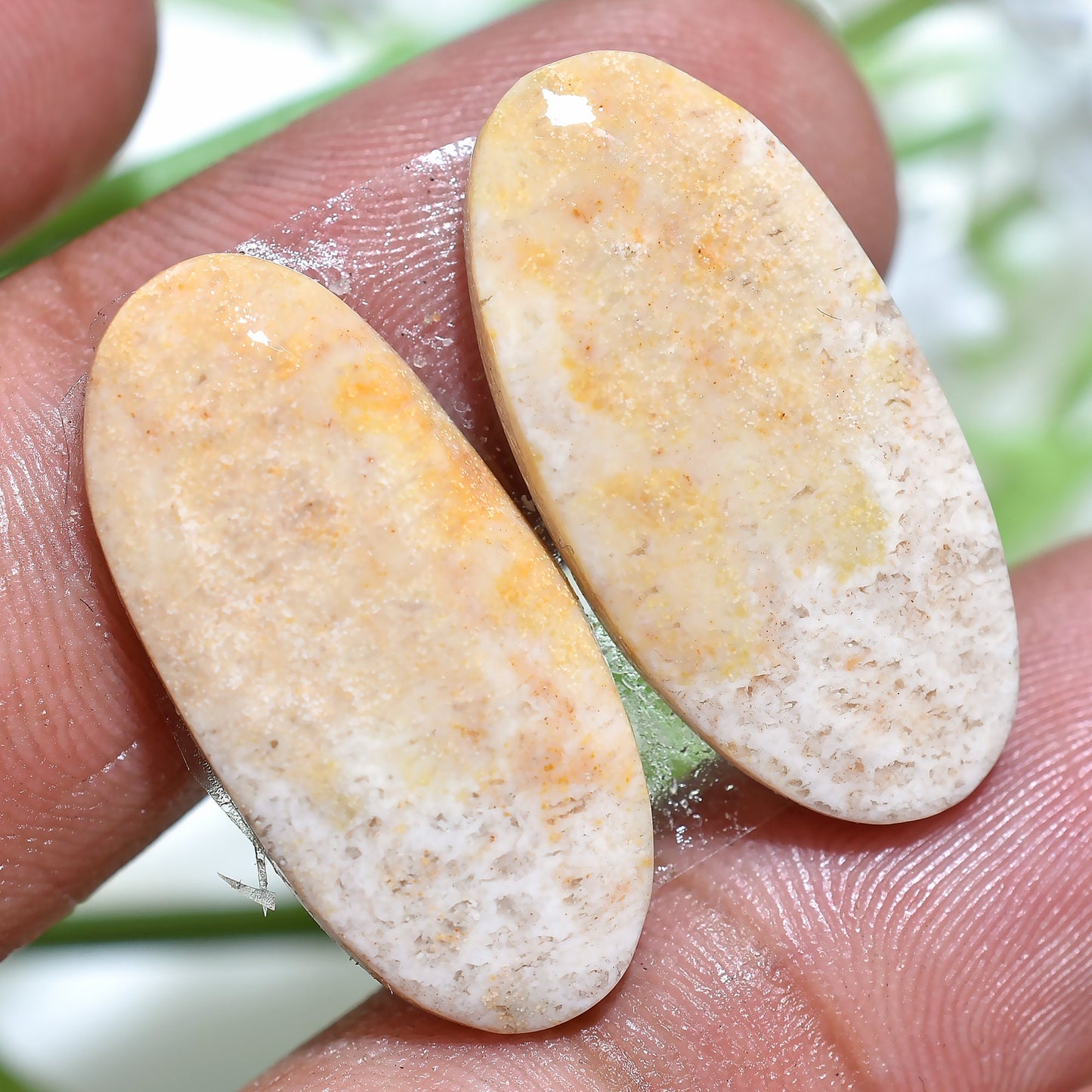 Designer Fossil Coral Cabochon Earrings Pair - Matched Oval Marquise Shape for Earring Making