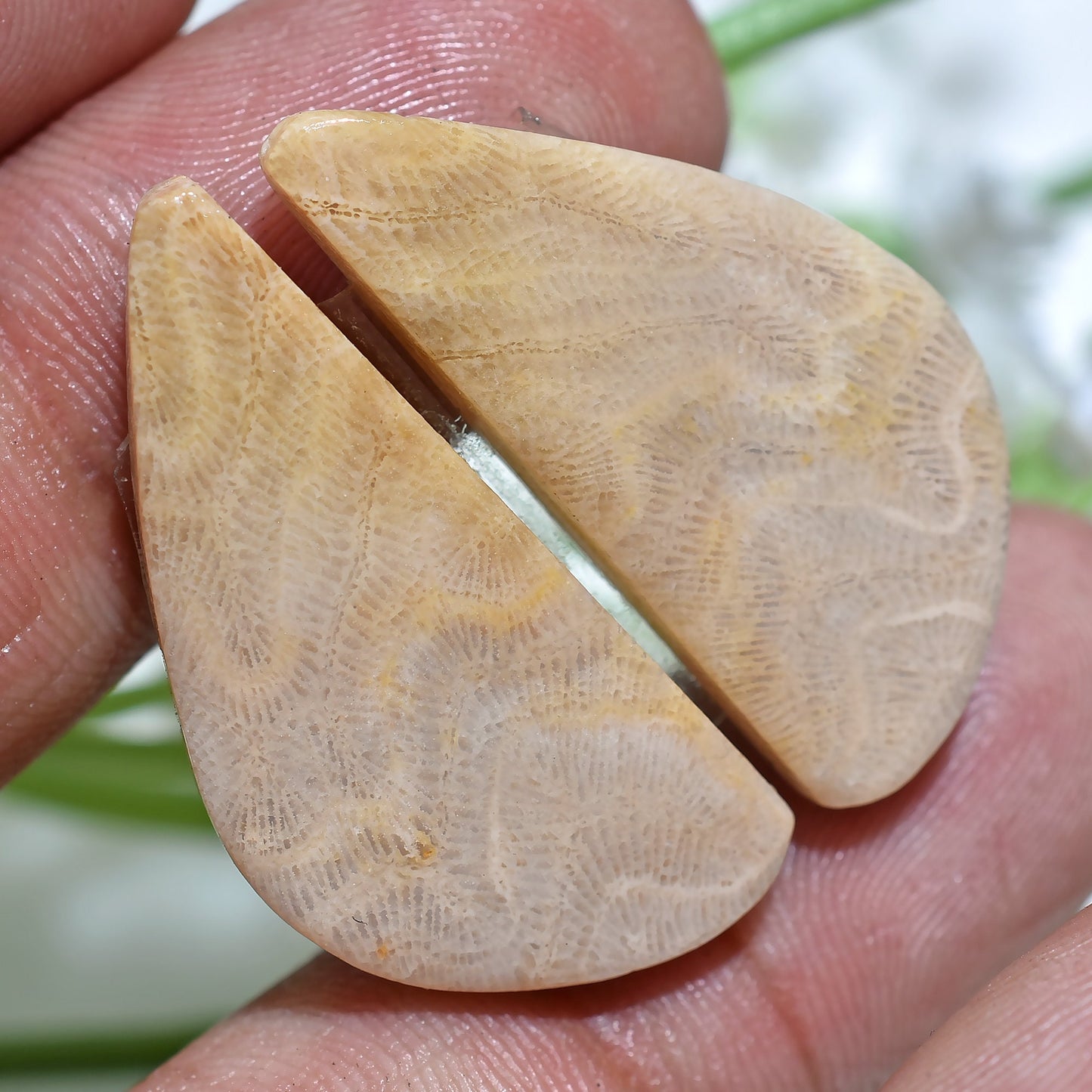 100% Natural Fossil Coral Gemstone Pair, Mixed Shape Fossil Cabochon Pair