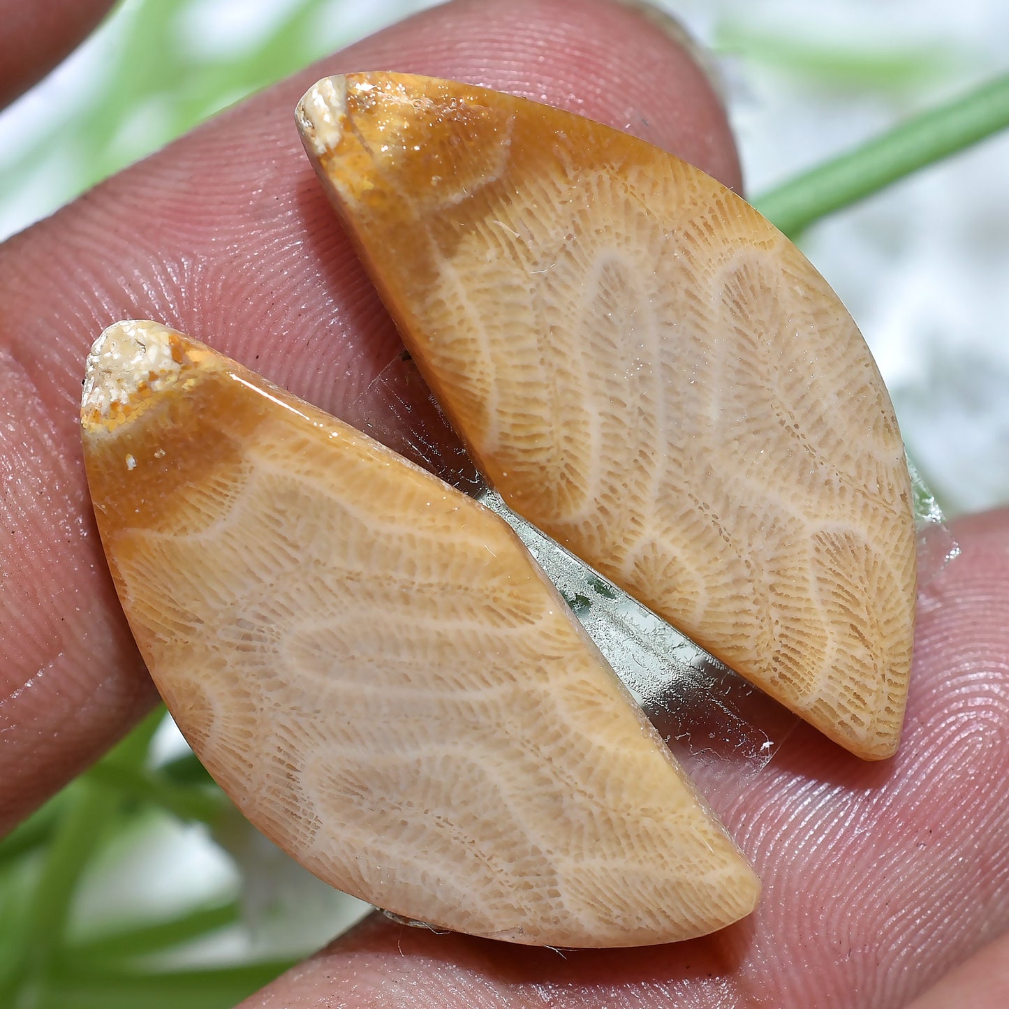 100% Natural Fossil Coral Gemstone Pair, Mixed Shape Fossil Cabochon Pair