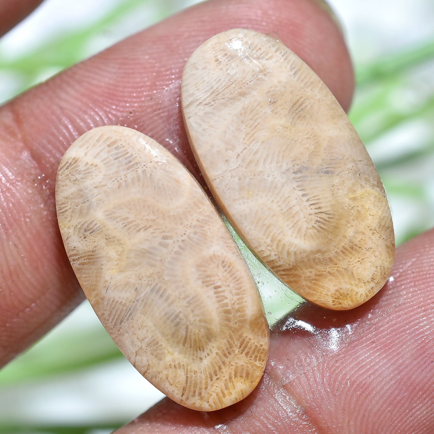 Designer Fossil Coral Cabochon Earrings Pair - Matched Oval Marquise Shape for Earring Making