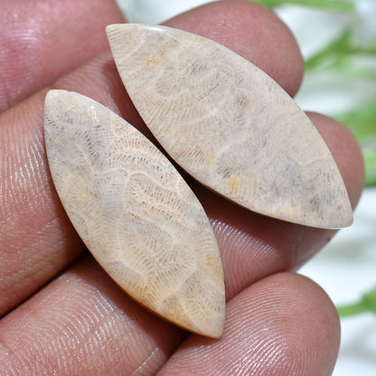 Designer Fossil Coral Cabochon Earrings Pair - Matched Oval Marquise Shape for Earring Making