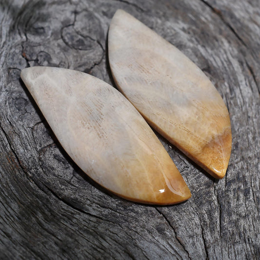 Fancy Shaped Fossil Coral Pair Gemstone - Designer Cabochon for Jewelry Making