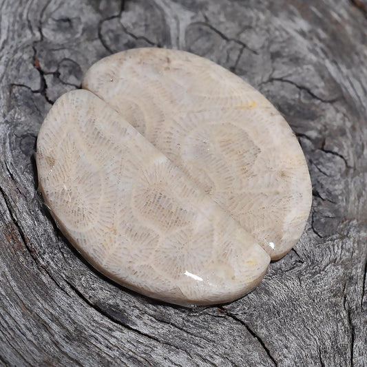 Exquisite Fossil Coral - Unique Fancy Shape Cabochon Pair for Christmas Gifts