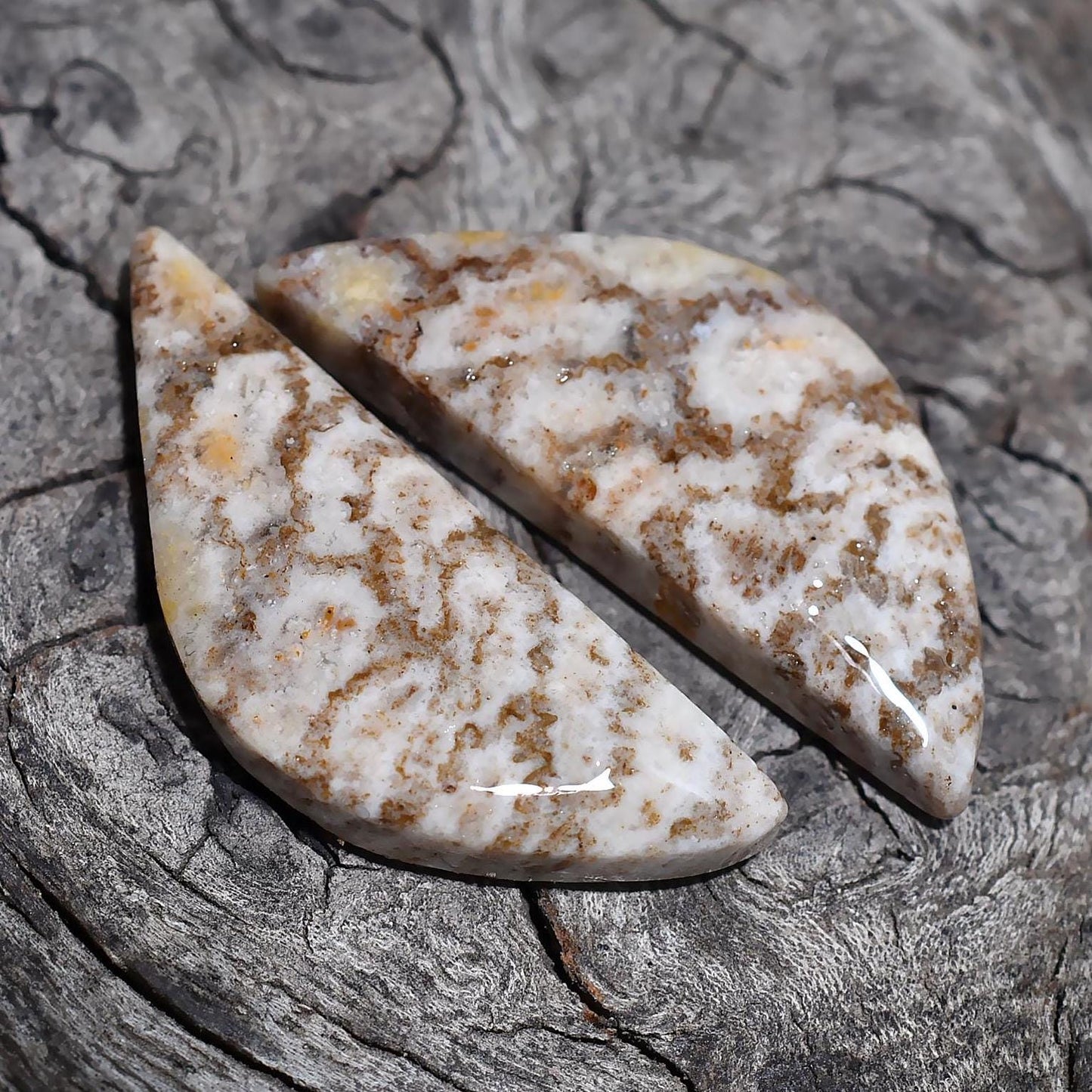 Designer Fossil Coral Gemstone Pair - Fancy Shaped Smooth Matched Earrings Making